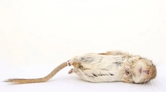 Cum să înțelegeți că hamsterul moare, motivele ce să facă